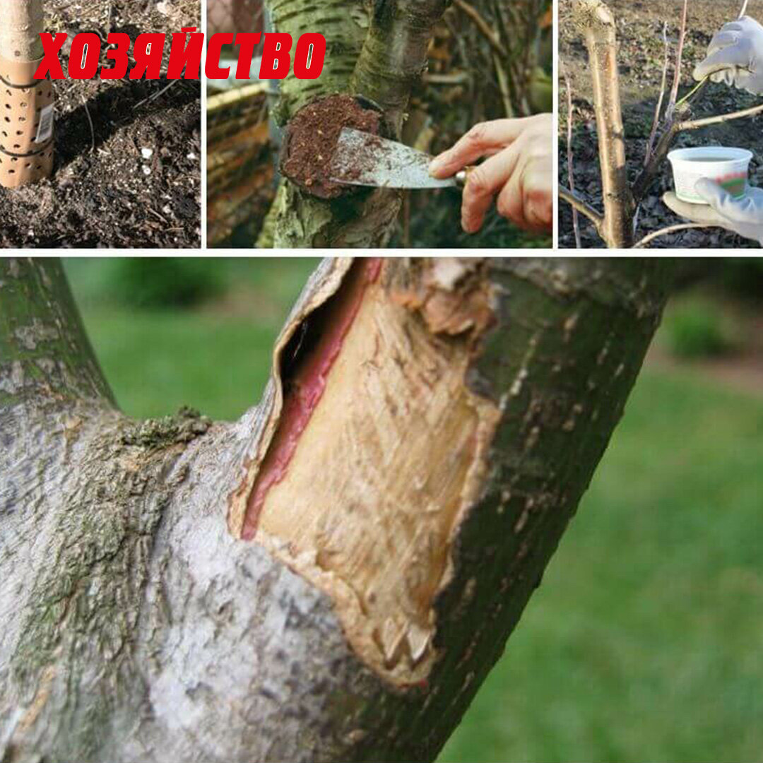 Бороздование ствола яблони