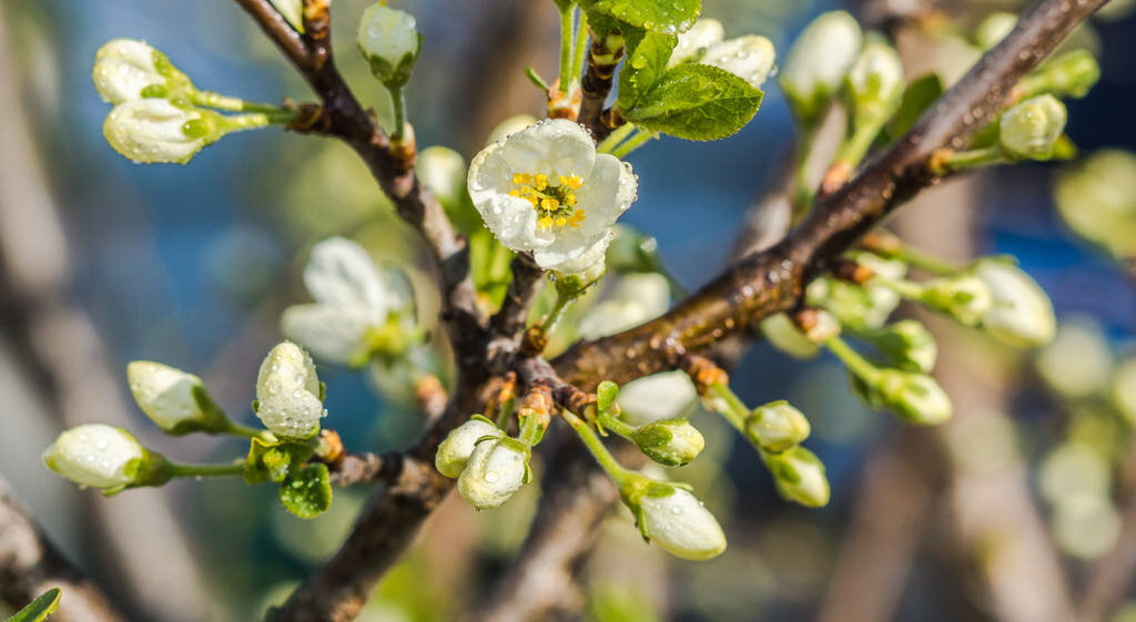 Цветущая слива. Алыча цветение. Прунус срезка. Алыча цветы. Прунус белый.