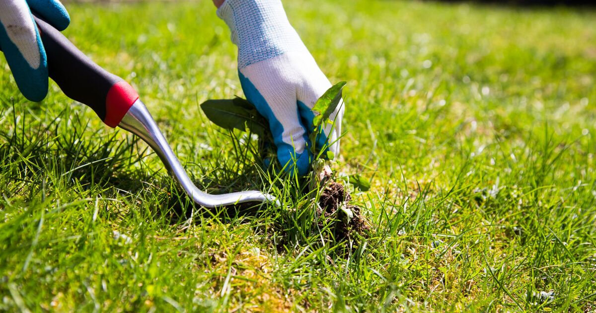 Сорняки на газоне