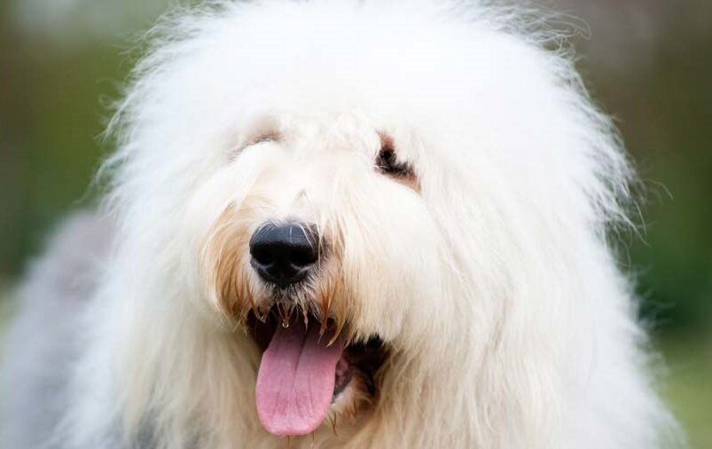 Бобтейл (Фото: https://www.dogbreedslist.info/all-dog-breeds/old-english-sheepdog.html)