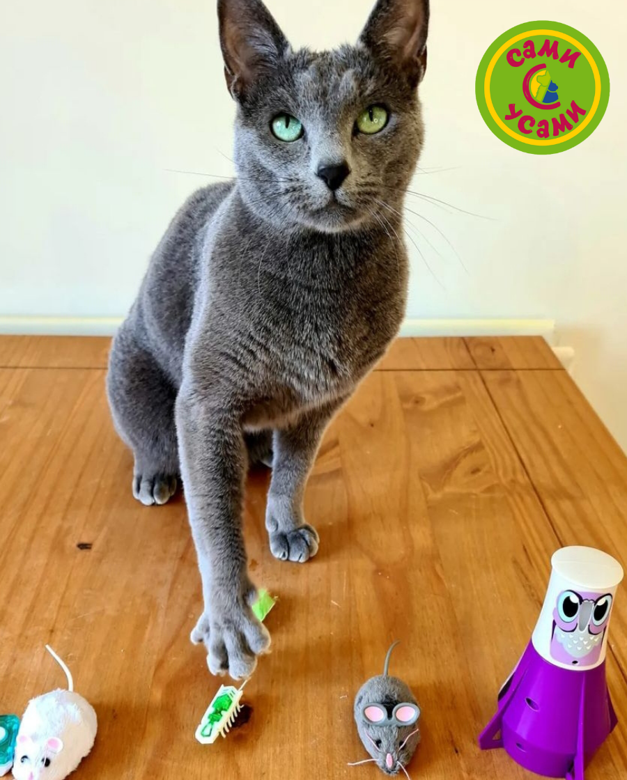 Какую игрушку выбрать?