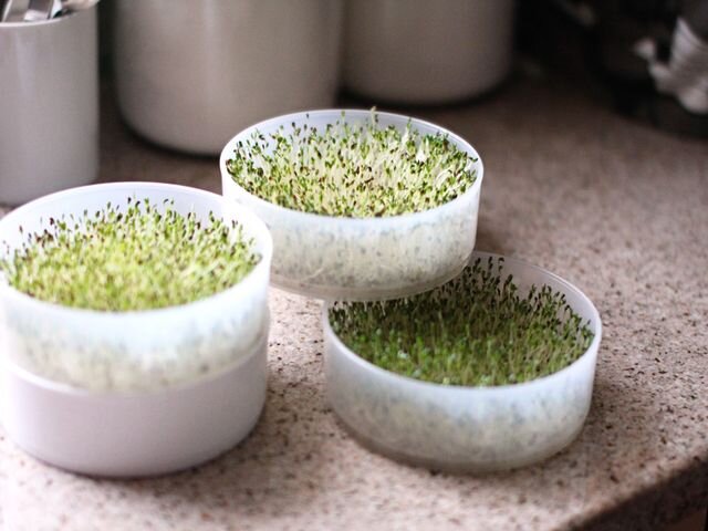 Как выращивать микрозелень в домашних условиях правильно и быстро
