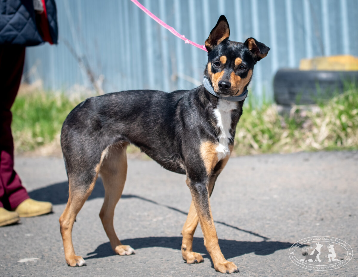 Дейзи, как будто собралась на свидание и поэтому нацепила белую манишку. На свидание со счастьем! 