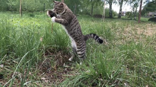 Вася танцует с мышкой