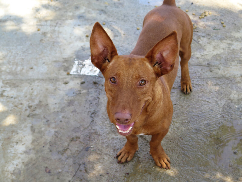 Мането (Фото: https://spanishstraydogs.org.uk/dog/santi/)
