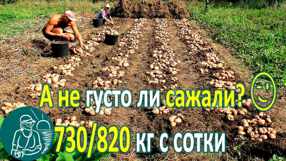 А не густо ли сажали? 🥔 Ответы на вопросы 🌱 О посадке картофеля по  технологии Гордеевых | Гордеевы | Дзен