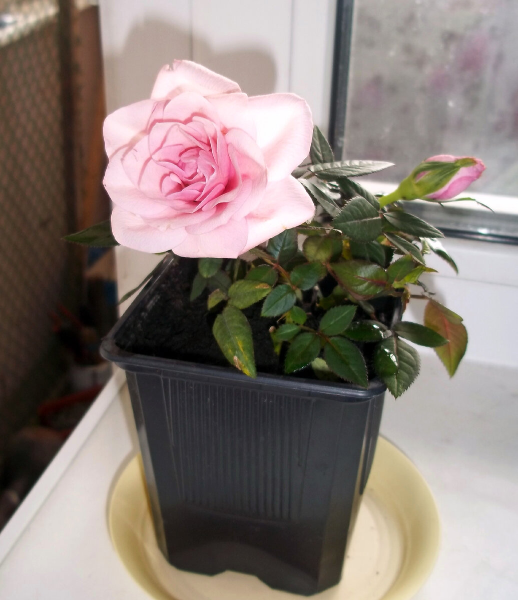 Источник: фото автора