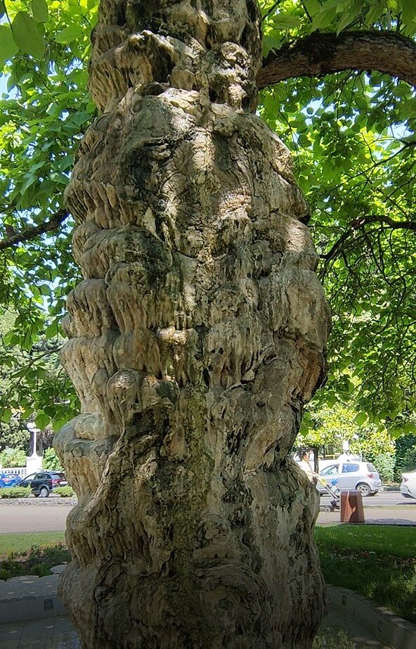 настоящий нарост