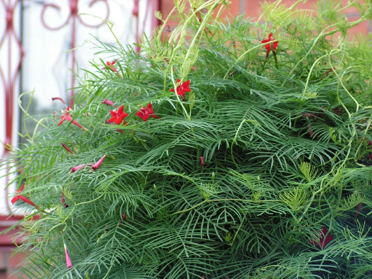 Ипомея квамоклит в Краснодарском крае, фото из комментария