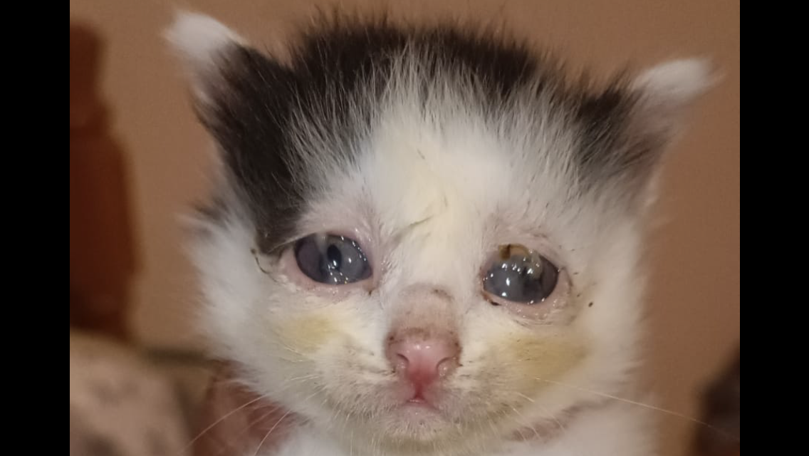 кошка спасла котят