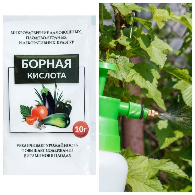 Обработка смородины борной кислотой.