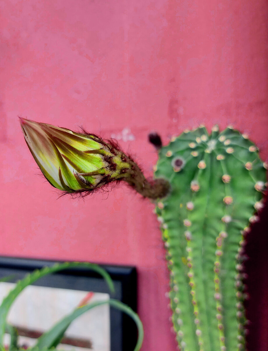 Кактусу  10 лет