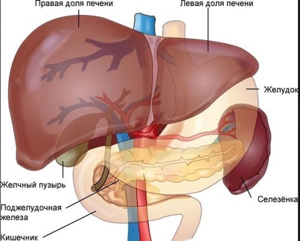 Песень. Печень анатомия. Строение печени человека.