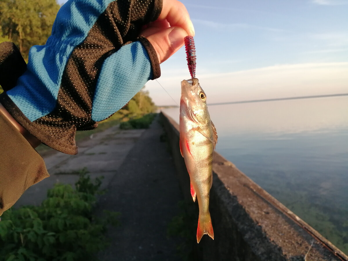 Пока в Нижегородской области стоит такая жара, рыбалка со спинингом с берега очень трудовая. 