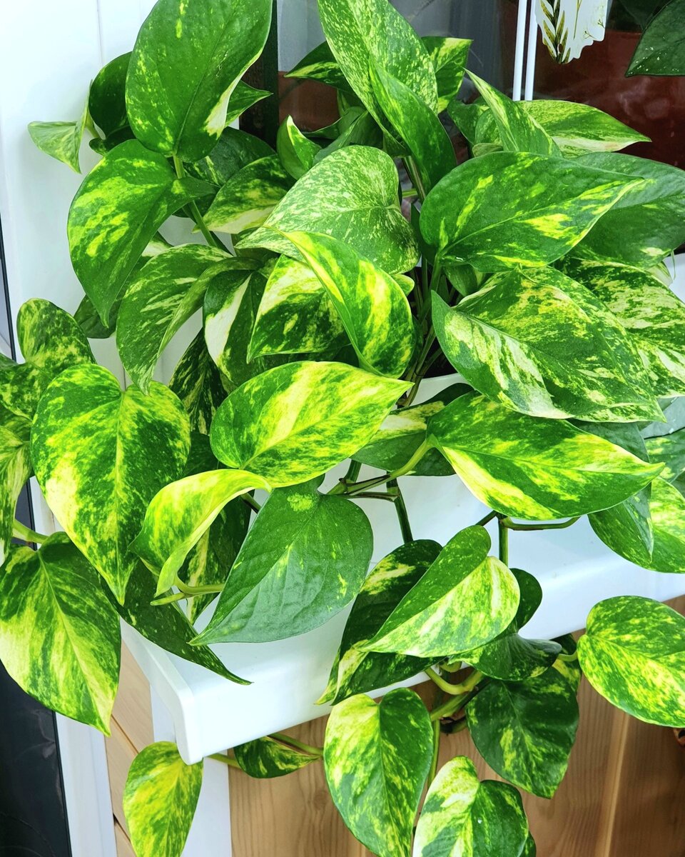 Pothos растение