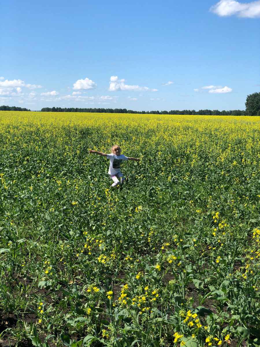 Рапсовые поля