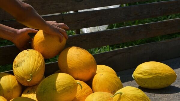   © Sputnik / Томас Тхайцук