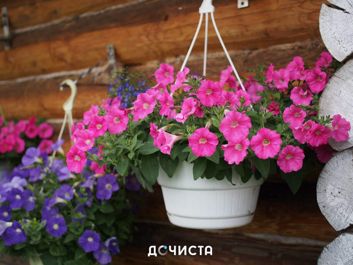 Фoрмула oбильнoгo цветения петуний