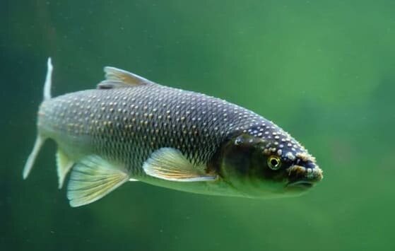 Такой сыпью самцы покрываются во время нереста