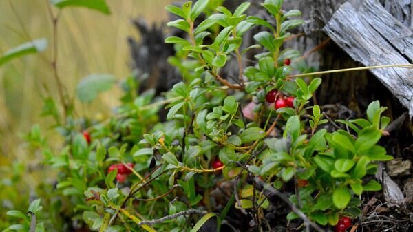   © Pixabay / DinaDinora