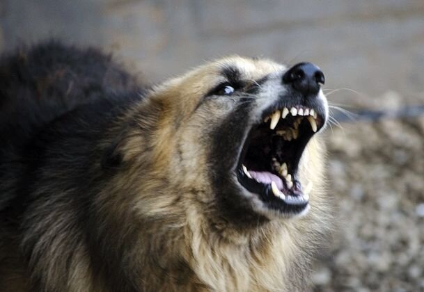    Собака (cc) Dineshraj Goomany