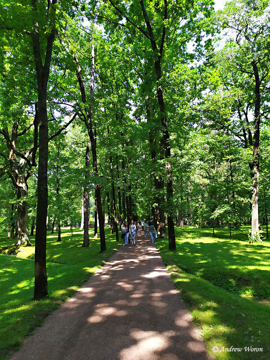 Одна из тенистых аллея Нижнего парка