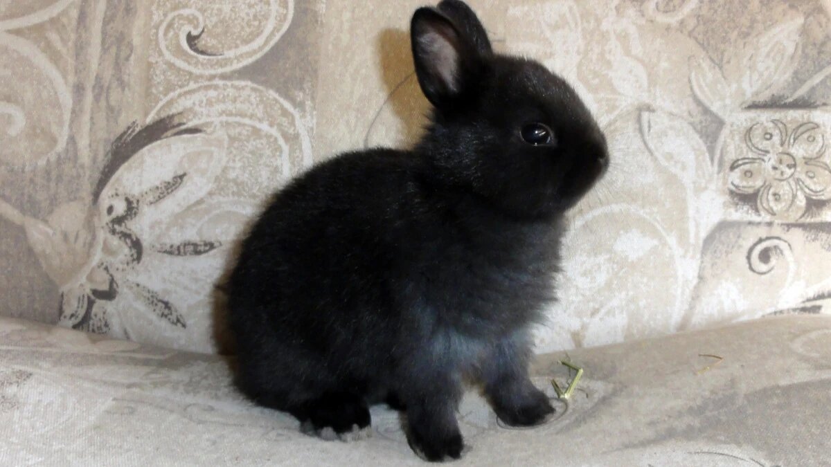 2023 год - год Черного Водяного Кролика. Фото: pxhere.com