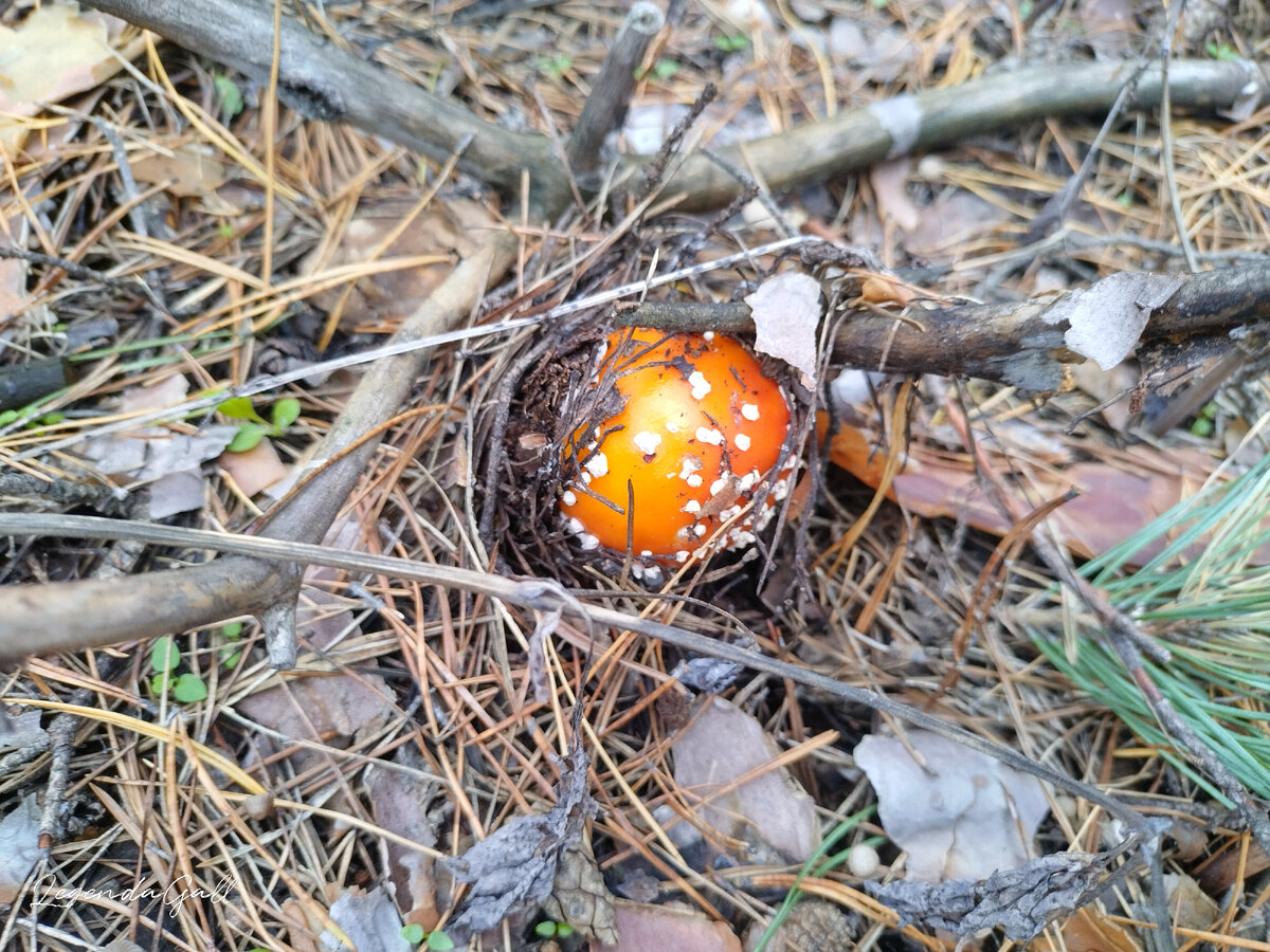 Не маслятки ))