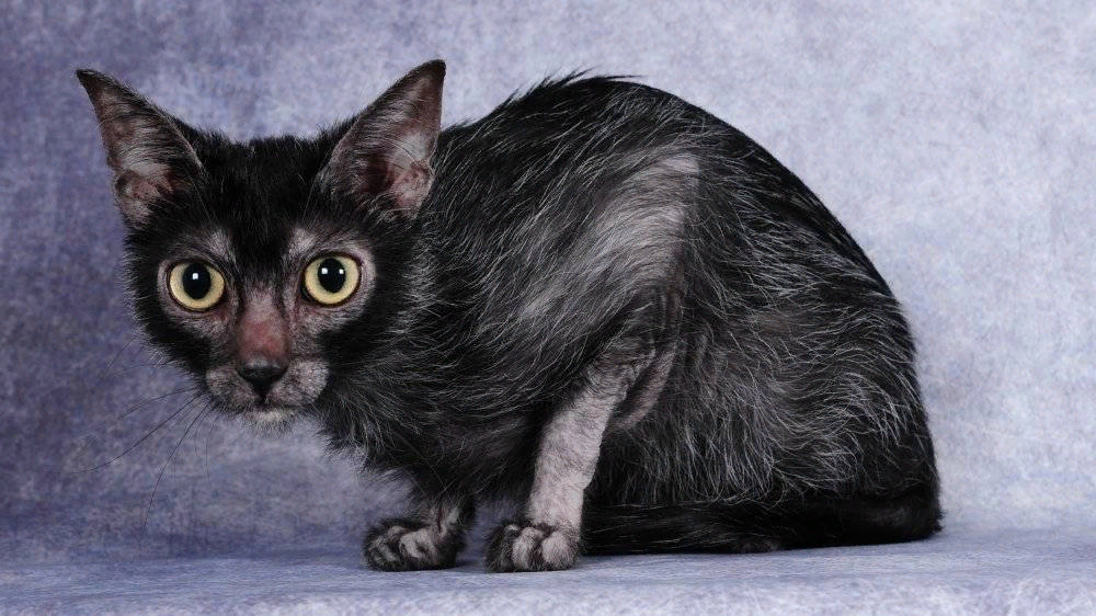 Ликой кошка. Ликой (Lykoi) кошка оборотень. Порода Ликой. Новая порода кошек Ликой. Новая порода кошек оборотень