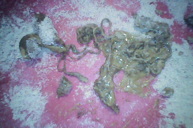 Нитка в кале котенка