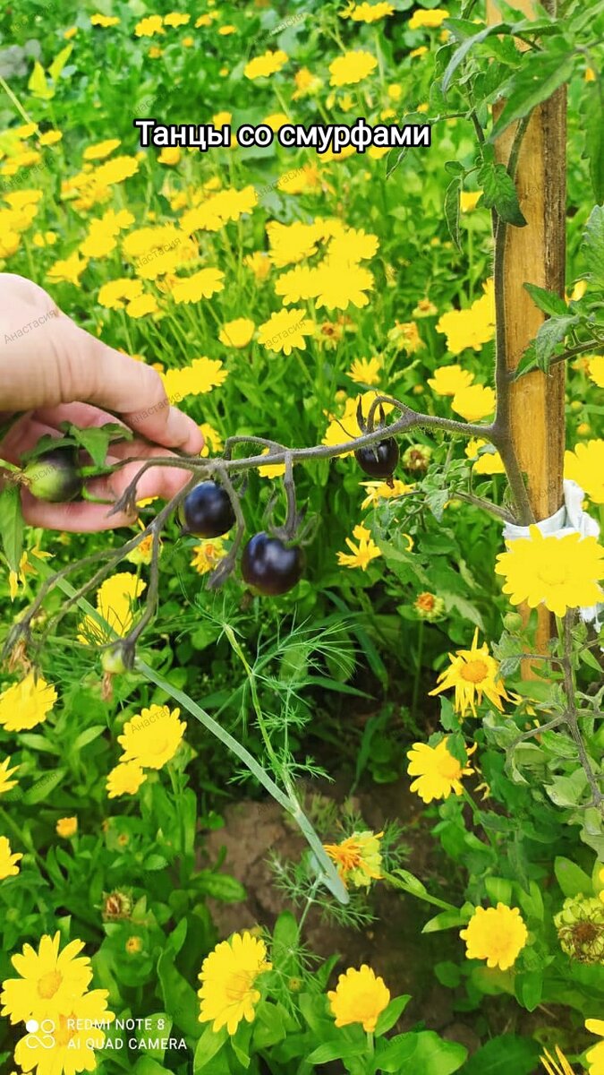 Танцы со смурфами.