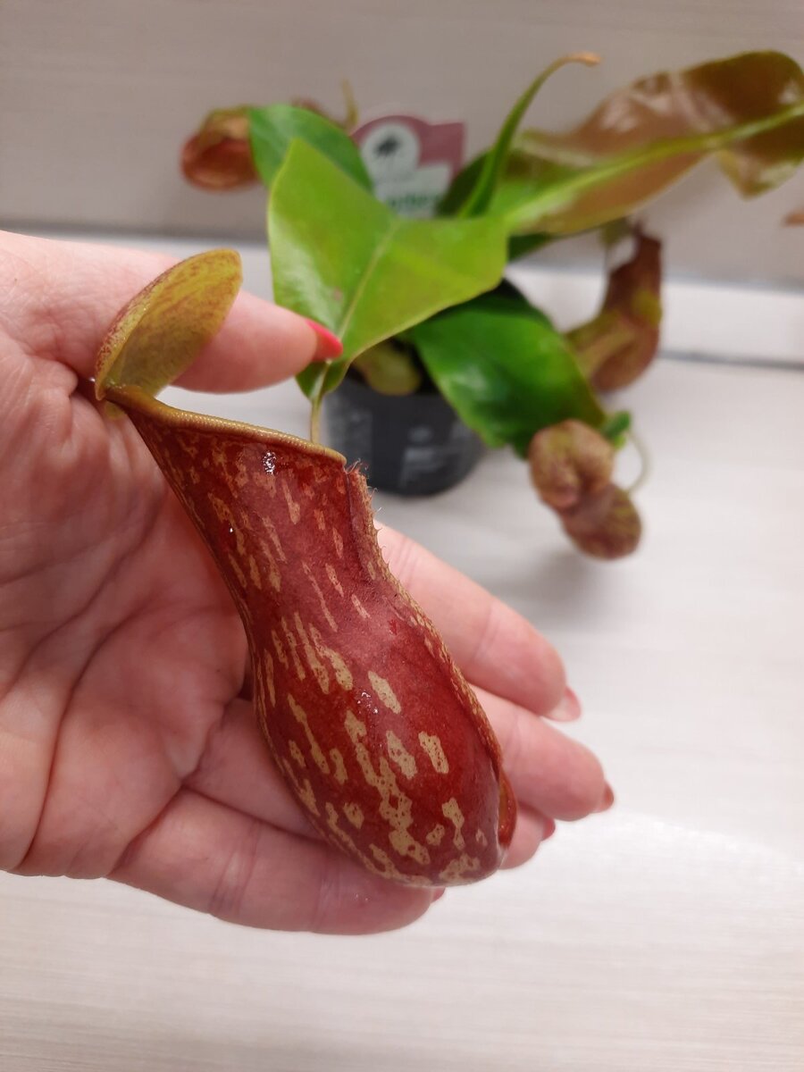     Вот такой шикарный товарищ растёт в домашних    условиях. 