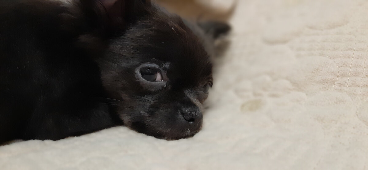 Бетти грустит