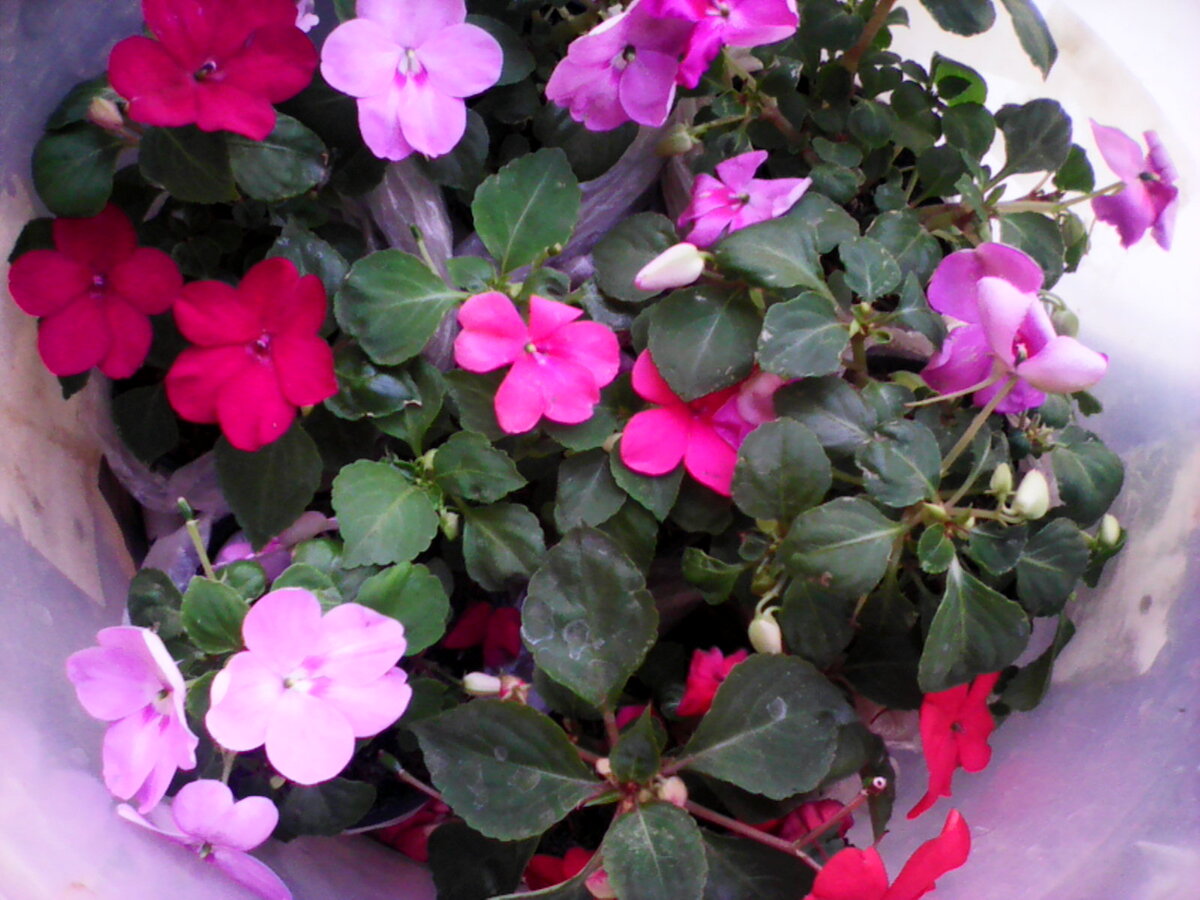 фото автора: цветущие бальзамины