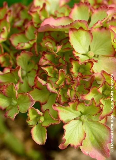 HYDRANGEA macrophylla SO LONG (R) SUNNY 'TK02'.
