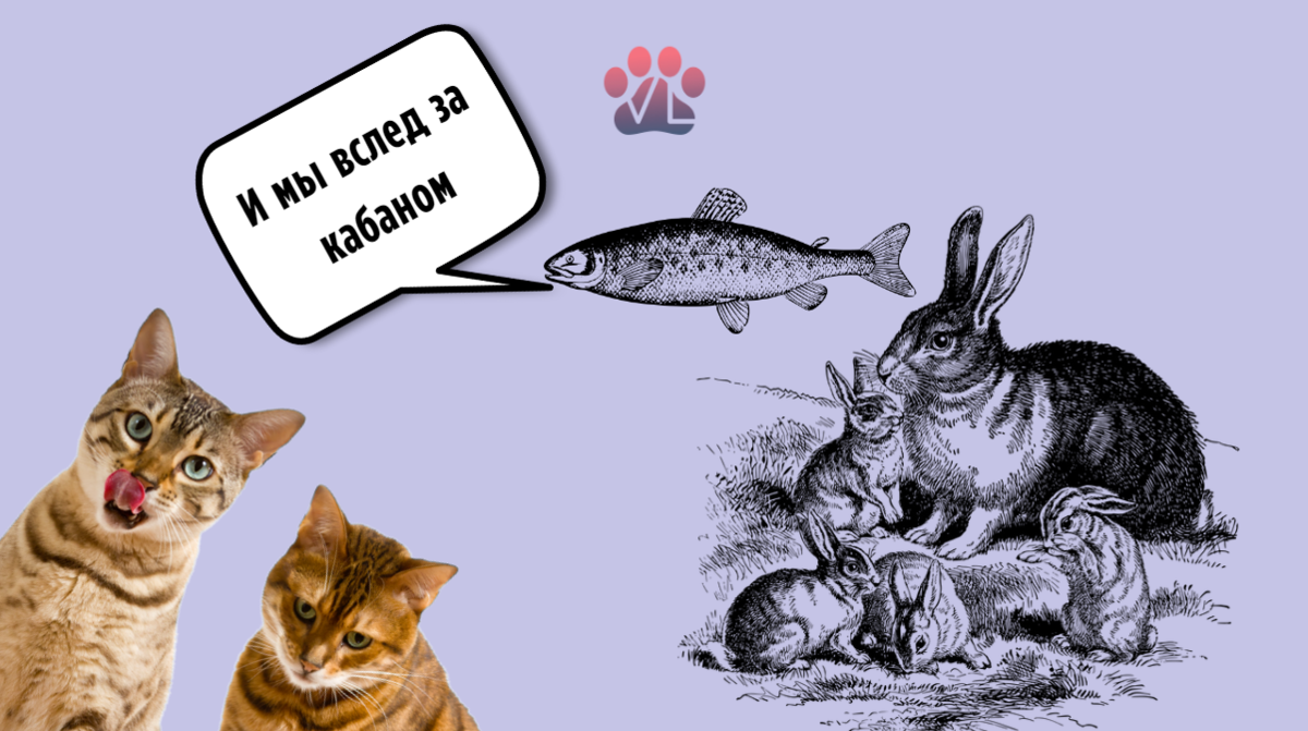 Мнение ветеринара о сухих кормах Savita / ч.2 корма для кошек ...