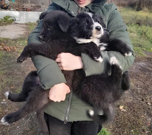 Щенки родились 7 августа, все мальчики