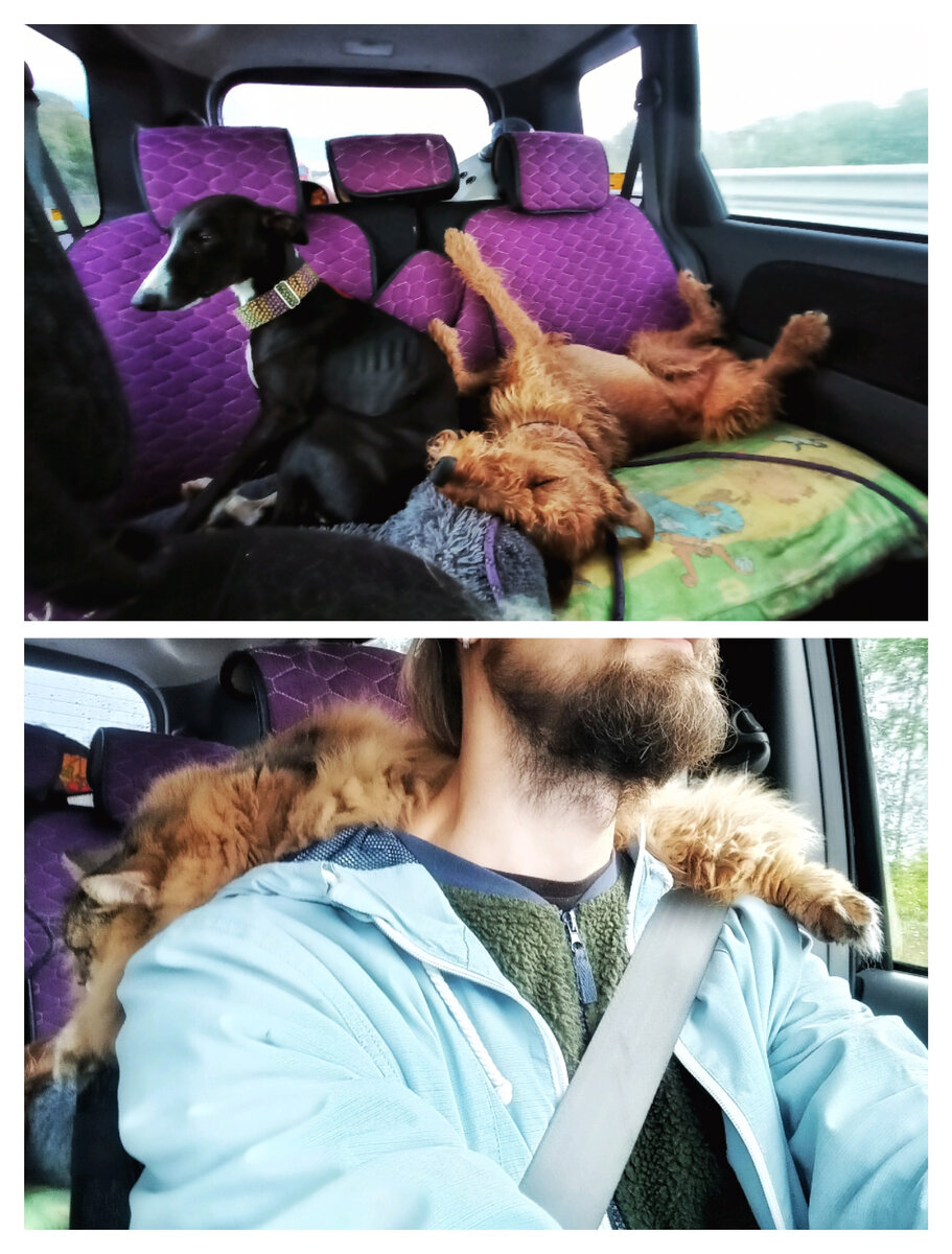 Все на своих местах! Бродерик может не шевелиться половину дороги, Дакар ездит сидя - ему нравится смотреть в окошко, излюбленное место Марыси - на шее у водителя, Руфи ездит одному Бозону известно в какой части автомобиля