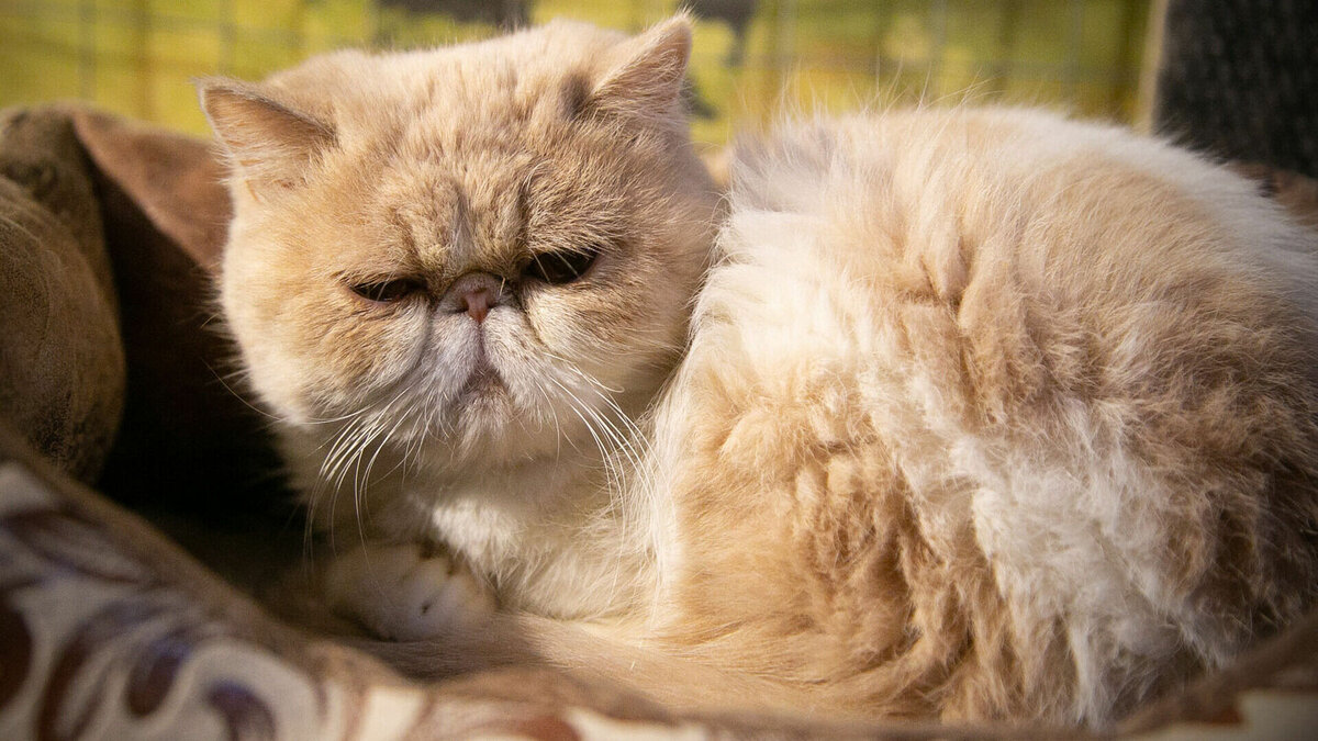     Жители Ростовской области 24 ноября смогут стерилизовать домашних животных по сниженной стоимости, сообщили в региональном правительстве.