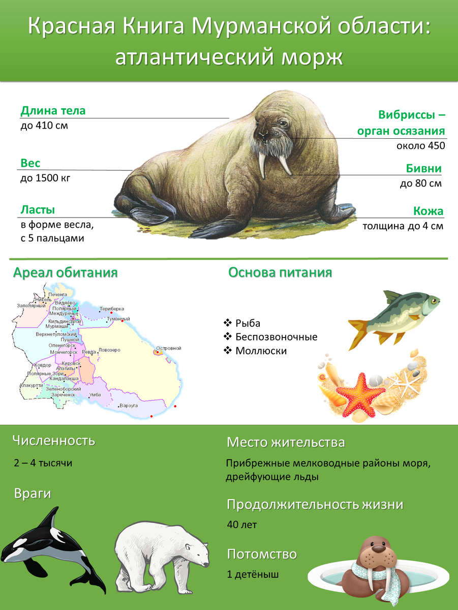 Атлантический морж, или Кито-конь, ходящий на зубах