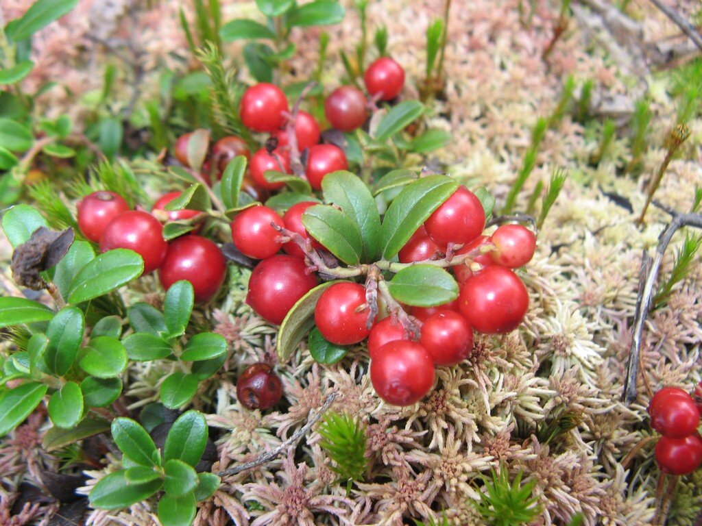 Поле брусники. Клюква Болотная. Брусника (Vaccinium Vitis idaea l.). Клюква Болотная ягода. Растение клюква Болотная.