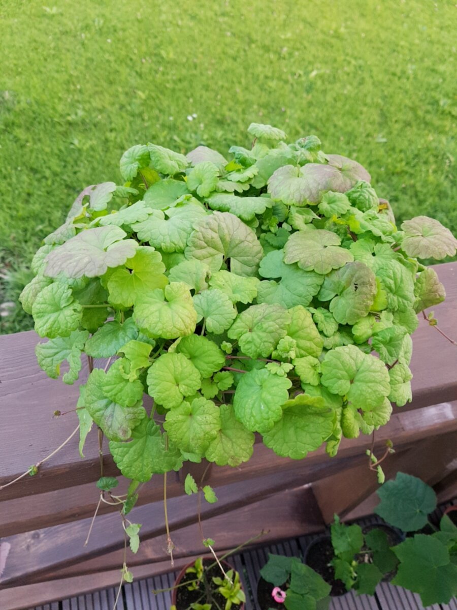 Будра, посаженная в контейнер. Фото автора