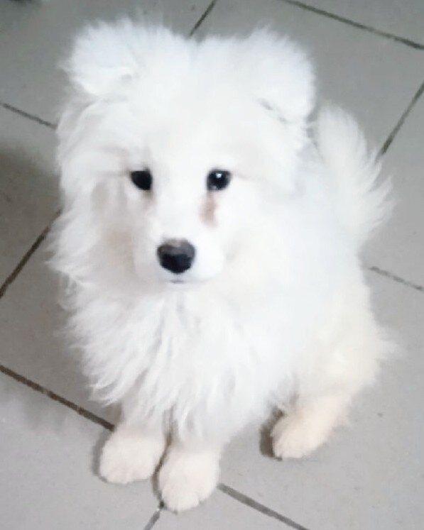 Ребят, никому бесплатно щенок самоед 3,5 мес не нужен случаем? Причина отдачи - мальчишка сжевал тапки хозяев. 🤷 Энергичный, весёлый, умеет тормозить, приятный малёк, адекватный (насколько это возможно, с поправкой на полное отсутствие занятий, прогулок и сидение в клетке целыми днями).