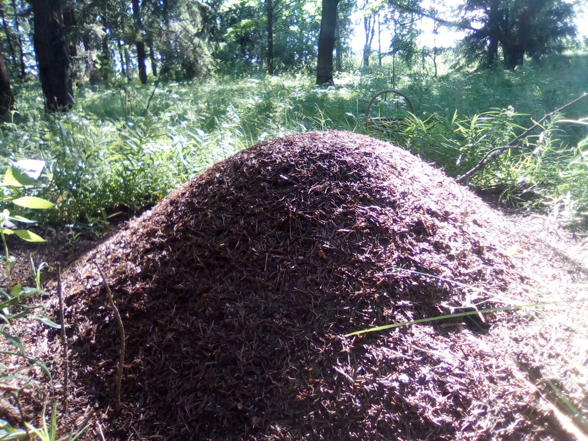 Муровейник в лесу 