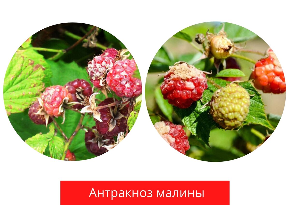 Антракноз малины фото описание и лечение