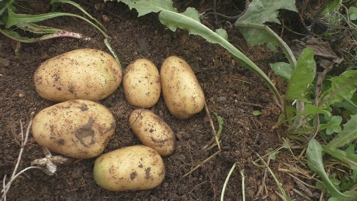 Яндекс картинки 