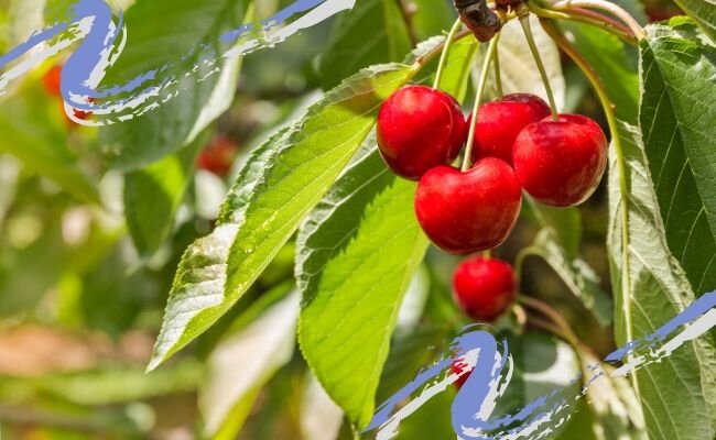 PatrikStedrak (Getty Images) / Canva.com