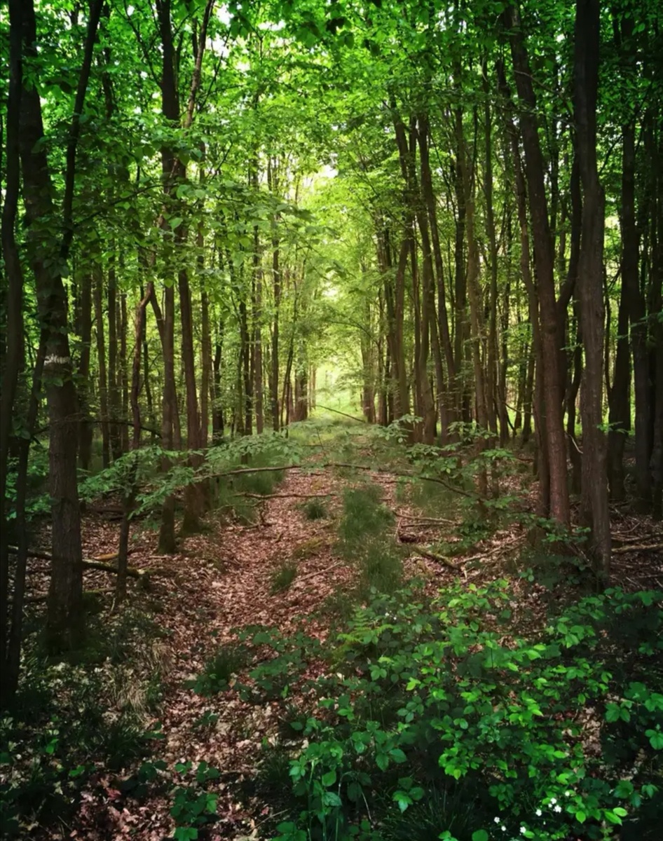 Если человек не вернулся вовремя домой, а его спутники подтверждают, что он из леса не вышел, необходимо сразу вызвать работников милиции, а не пытаться продолжать поиски собственными силами. В конце лета в лесу ночью довольно прохладно, силы у человека, проведшего несколько дней в лесу, могут быть на исходе, в такой ситуации дорог каждый час. 

 

