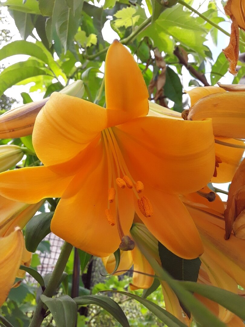 Лилия трубчатая, сорт African Queen 