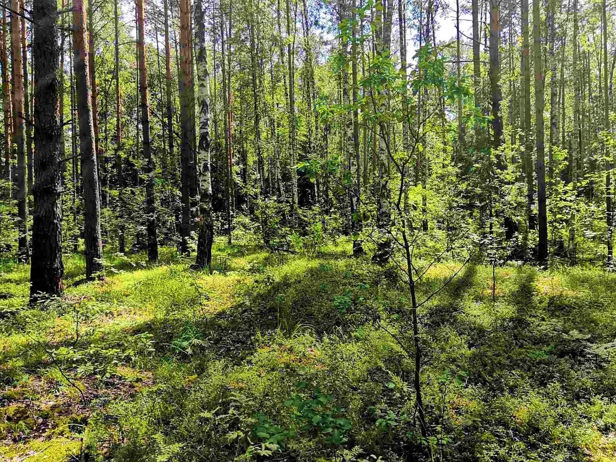 Лесная опушка и сплошные черничники кругом.